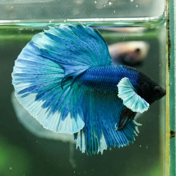 Dumbo Halfmoon - 11 weeks old