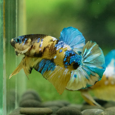 Multicolor/Galaxy Koi Plakat -13 weeks Old