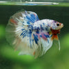 Galaxy/Candy Koi Halfmoon - 13 weeks old