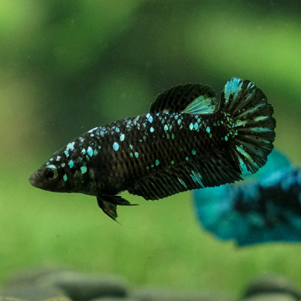 Black Galaxy Koi Plakat (Avatar) - Female- 13 Weeks Old