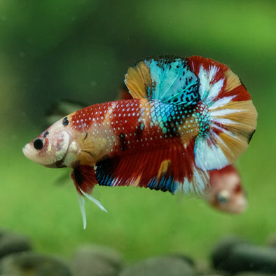 Multicolor/Galaxy Koi Plakat -16 weeks Old