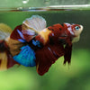 Multicolor/Galaxy Koi Plakat -16 weeks Old