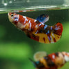Multicolor/ Galaxy Koi Plakat- Female- 13 Weeks Old