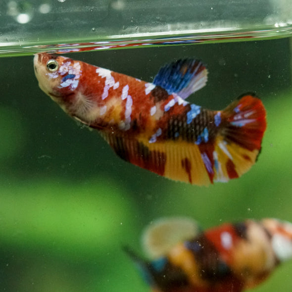 Multicolor/ Galaxy Koi Plakat- Female- 13 Weeks Old