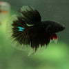 Black Base Galaxy/Candy Koi Halfmoon - 14 weeks old
