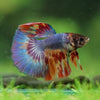 Galaxy/Candy Koi Halfmoon - 11 weeks old