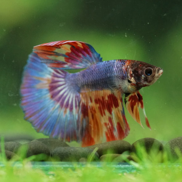 Galaxy/Candy Koi Halfmoon - 11 weeks old