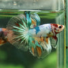 Galaxy/Candy Koi Halfmoon - 14 weeks old