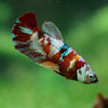 Multicolor/ Galaxy Koi Plakat - Female- 13 Weeks Old