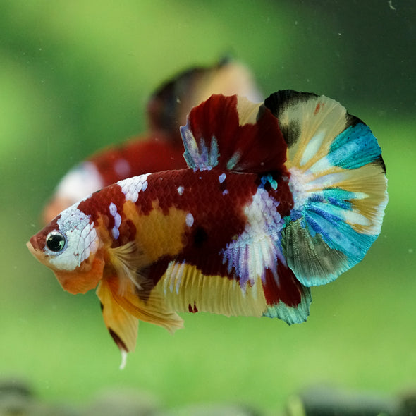 Multicolor/Galaxy Koi Plakat -16 weeks Old
