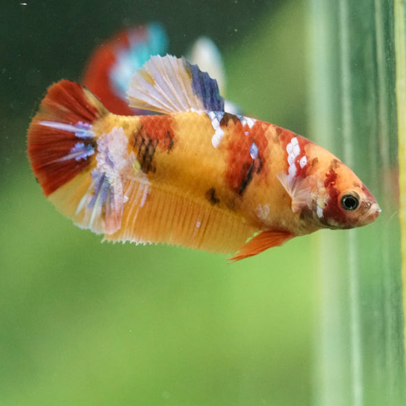 Multicolor/ Galaxy Koi Plakat- Female- 13 Weeks Old