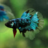 Black Base Galaxy Koi Halfmoon (Avatar) - 14 weeks old