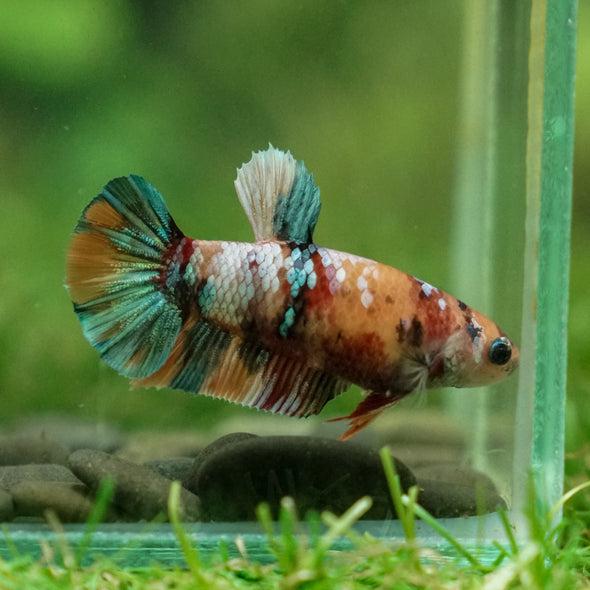 Multicolor/ Galaxy Koi Plakat - Female- 13 Weeks Old