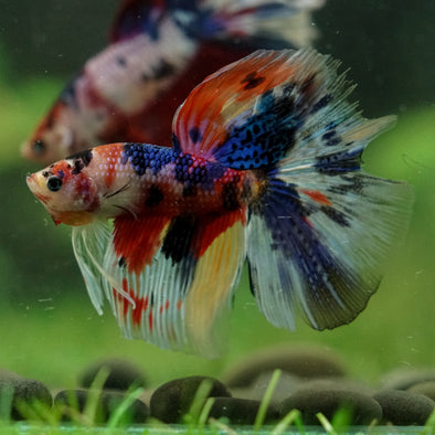 Galaxy/Candy Koi Halfmoon - 14 weeks old