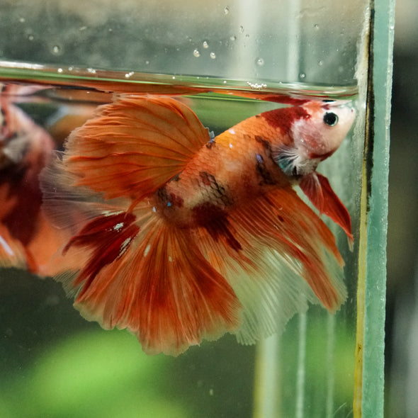 Galaxy/Candy Koi Halfmoon - 14 weeks old