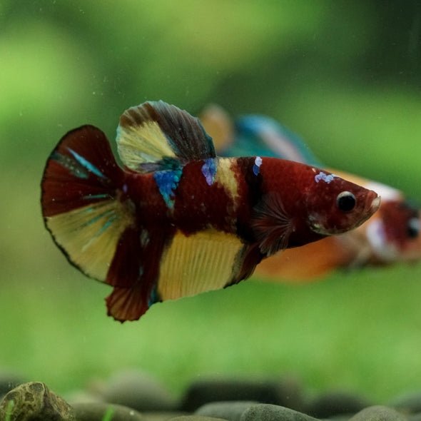 Multicolor/Galaxy Koi Plakat -16 weeks Old
