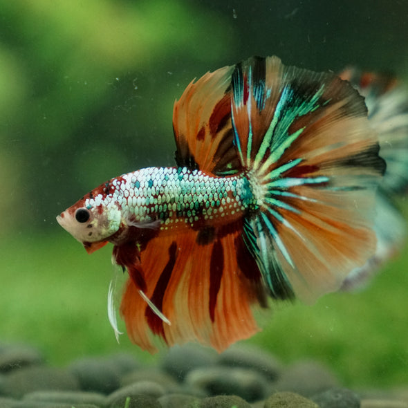 Galaxy Koi Halfmoon - 13 weeks old