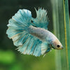 Dumbo Halfmoon - 12 weeks old