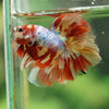 Galaxy/Candy Koi Halfmoon - 14 weeks old