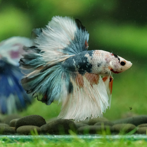Galaxy/Candy Koi Halfmoon - 14 weeks old