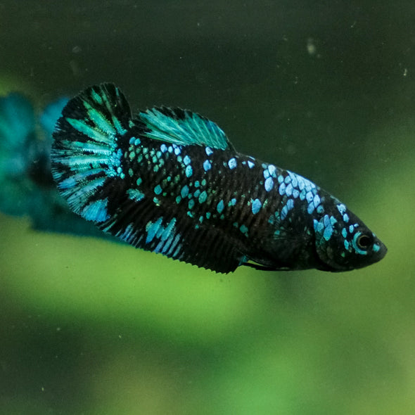 Black Galaxy Koi Plakat (Avatar) - Female- 13 Weeks Old