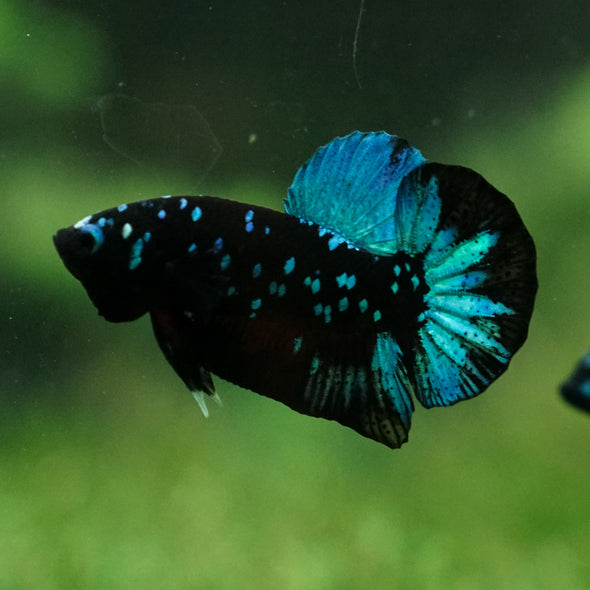 Black Koi Galaxy Plakat (Avatar) -13 weeks Old