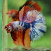 Galaxy/Candy Koi Halfmoon - 14 weeks old