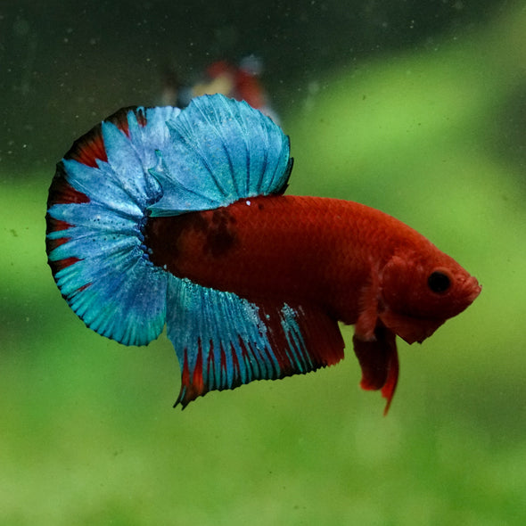 Red Fancy (Hell Boy) Plakat -13 weeks Old