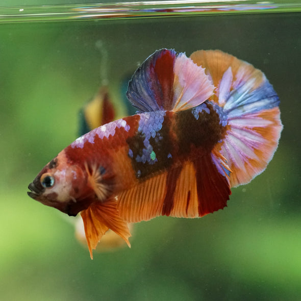Multicolor/Galaxy Koi Plakat -16 weeks Old