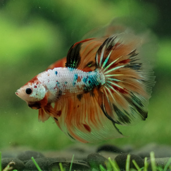 Galaxy Koi Halfmoon - 13 weeks old