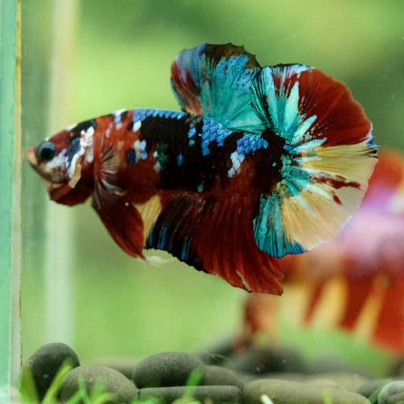 Multicolor/Galaxy Koi Plakat -16 weeks Old