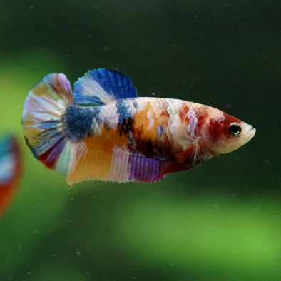 Multicolor/ Galaxy Koi Plakat- Female- 13 Weeks Old
