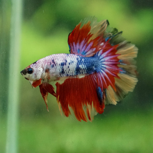 Candy/Galaxy Koi Halfmoon - 11 weeks old