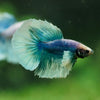 Dumbo Halfmoon - 10 weeks old