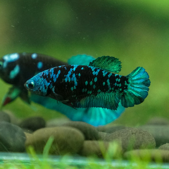 Multicolor/ Galaxy Koi Plakat - Female- 13 Weeks Old