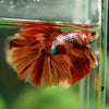 Galaxy/Candy Koi Halfmoon - 14 weeks old