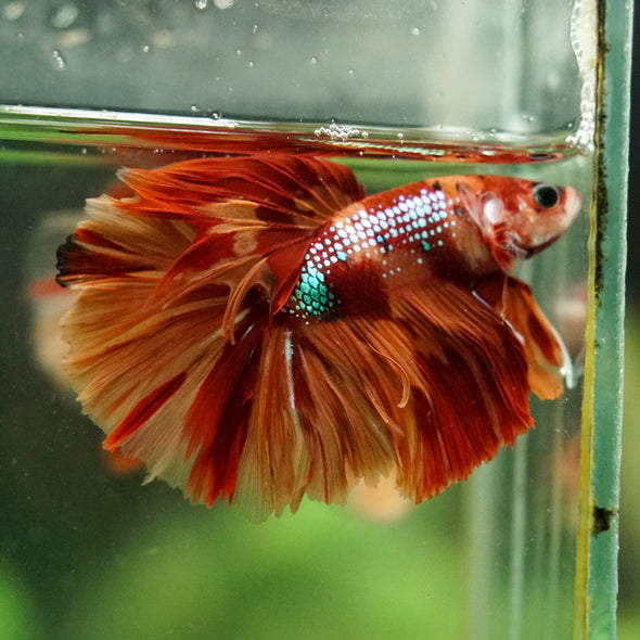 Galaxy/Candy Koi Halfmoon - 14 weeks old