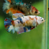 Multicolor/ Galaxy Koi Plakat- Female- 13 Weeks Old