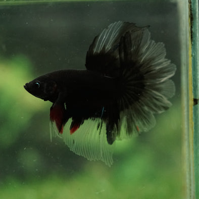Black Base Galaxy Koi Halfmoon (Avatar) - 14 weeks old