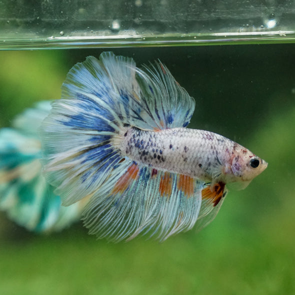 Galaxy/Candy Koi Halfmoon - 13 weeks old