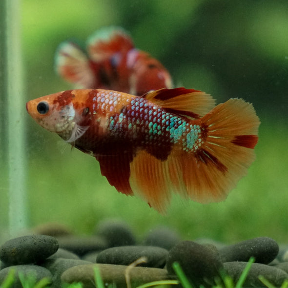 Multicolor/ Galaxy Koi Halfmoon- Female- 13 Weeks Old