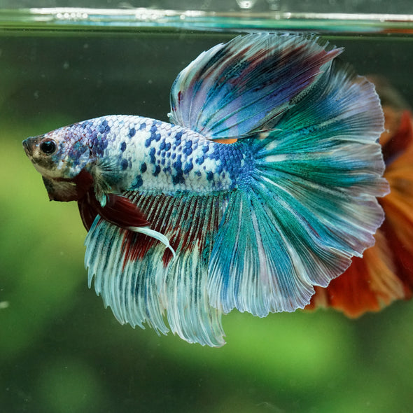 Galaxy/Candy Koi Halfmoon - 14 weeks old