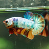 Multicolor/Galaxy Koi Plakat -16 weeks Old