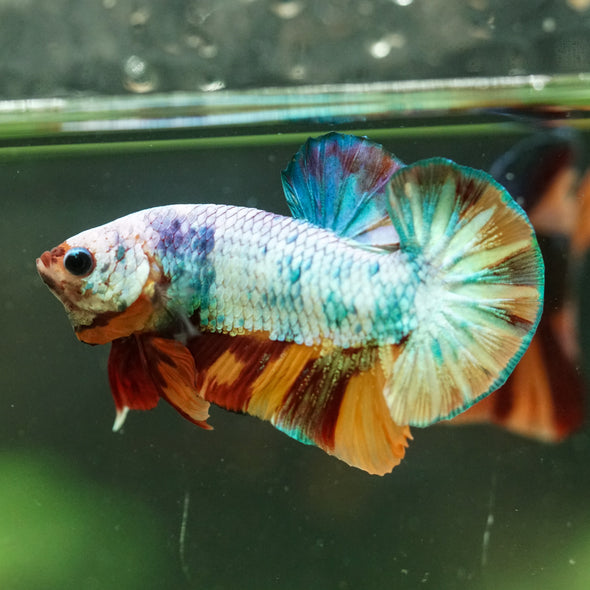 Multicolor/Galaxy Koi Plakat -16 weeks Old
