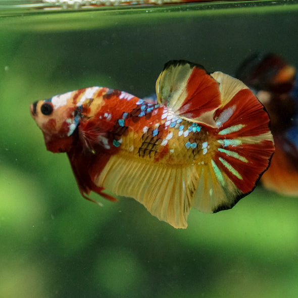 Multicolor/Galaxy Koi Plakat -13 weeks Old