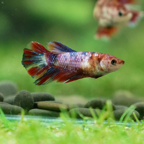 Multicolor/ Galaxy Koi Halfmoon - Female- 13 Weeks Old