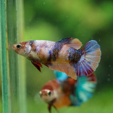 Multicolor/ Galaxy Koi Plakat- Female- 13 Weeks Old