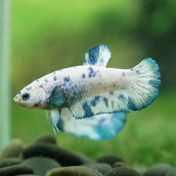 Blue/Green Dalmatian Plakat- Female