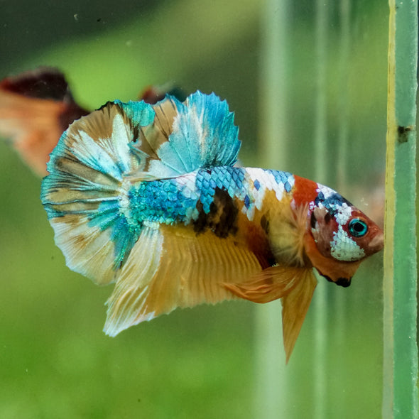 Multicolor/Galaxy Koi Plakat -13 weeks Old