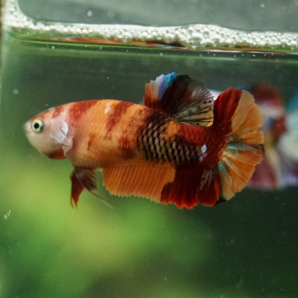 Multicolor/ Galaxy Koi Plakat- Female- 13 Weeks Old